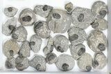 Lot: Bargain Gerastos Trilobite Fossils - Pieces #82500-1